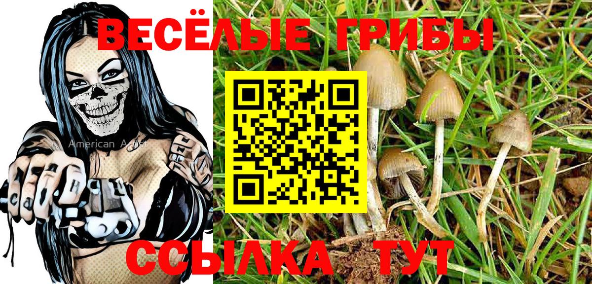 Галлюциногенные грибы Psilocybine cubensis Вязьма